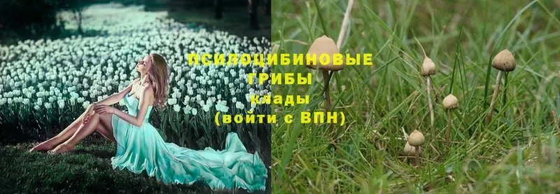 Псилоцибиновые грибы Psilocybine cubensis  купить  сайты  Камешково 